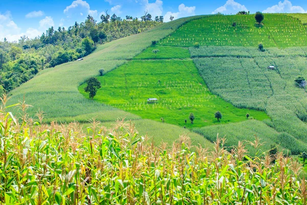 Landscape of the lined Green terraced rice and corn field — Stock Photo, Image