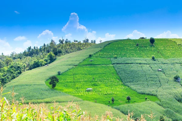 Landscape of the lined Green terraced rice and corn field — Stock Photo, Image