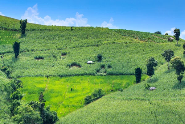 Landscape of the lined Green terraced corn field — Stock Photo, Image