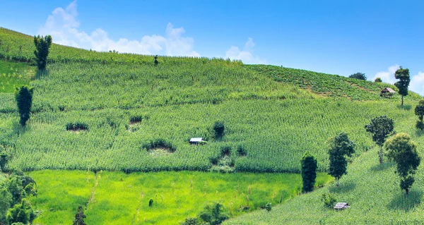 Landscape of the lined Green terraced corn field — Stock Photo, Image