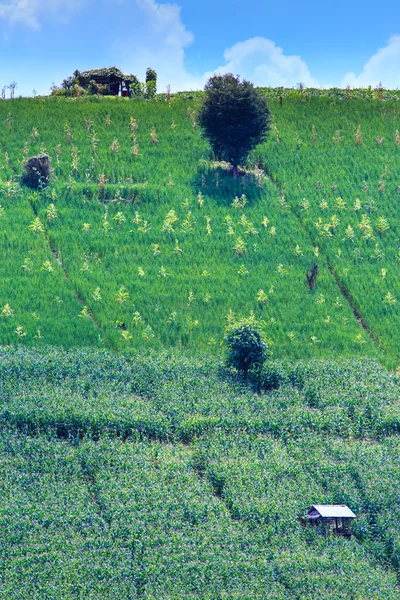 Krajina lemované zelené terasovité rýže a kukuřice pole — Stock fotografie