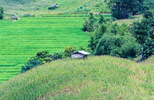 Krajina lemované zelené terasovité rýže a kukuřice pole — Stock fotografie
