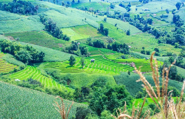 Landschaft des gesäumten grünen terrassierten Reis- und Maisfeldes — Stockfoto