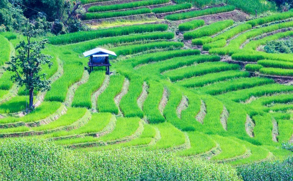 Landscape of the lined Green terraced rice and corn field — Stock Photo, Image