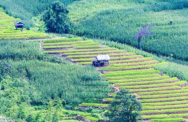 Landschap van de beklede groene terrasvormige rijst en maïs veld — Stockfoto