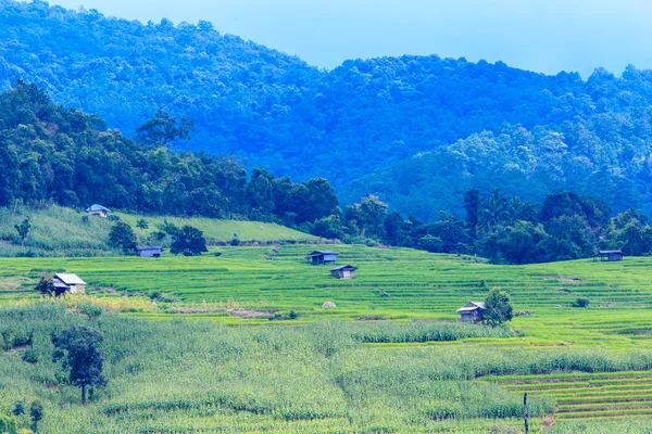 Landschaft des gesäumten grünen terrassierten Reis- und Maisfeldes — Stockfoto