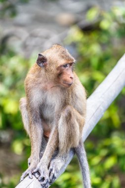 Maymun (yengeç yiyen makak) Asya Tayland