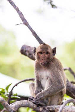 Maymun (yengeç yiyen makak) Asya Tayland