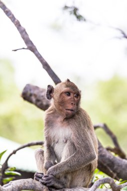 Maymun (yengeç yiyen makak) Asya Tayland