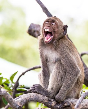 Monkey (crab-eating macaque) Asia Thailand clipart