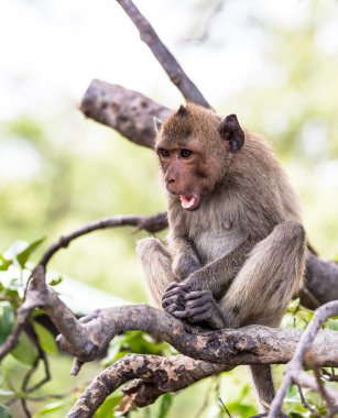 Maymun (yengeç yiyen makak) Asya Tayland