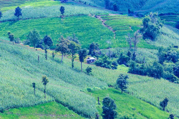 Paisaje del campo de arroz y maíz con terrazas verdes alineadas —  Fotos de Stock