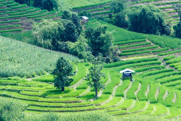 Landschaft des gesäumten grünen terrassierten Reis- und Maisfeldes — Stockfoto