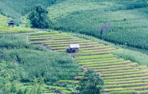 Landscape of the lined Green terraced rice and corn field — Stock Photo, Image