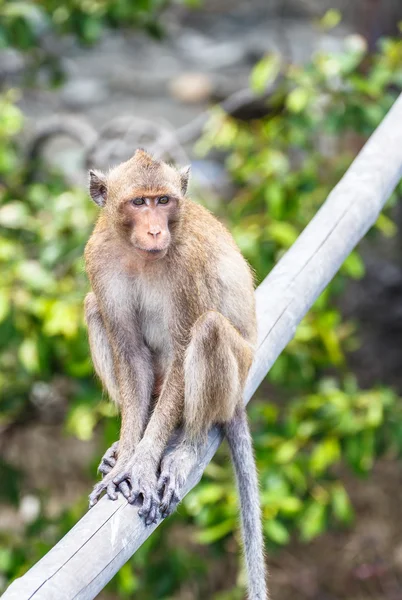 Monkey (crab-eating macaque) Asia Thailand — Stock Photo, Image