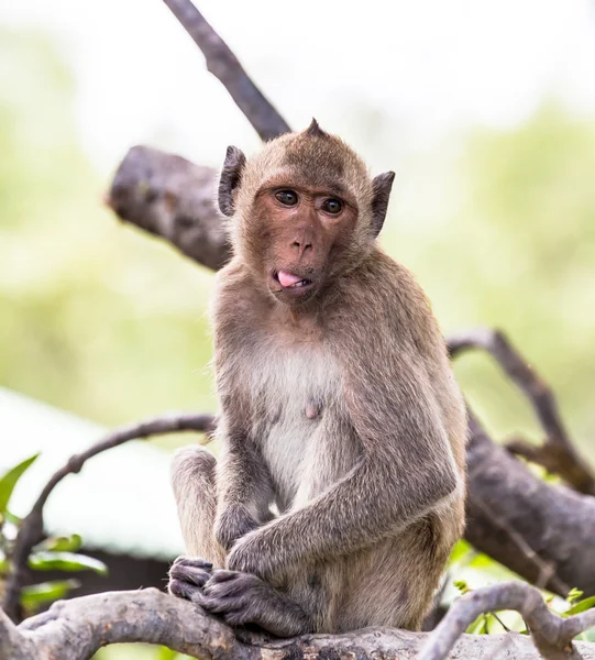 Aap (Krabbenetende makaak) Azië thailand — Stockfoto