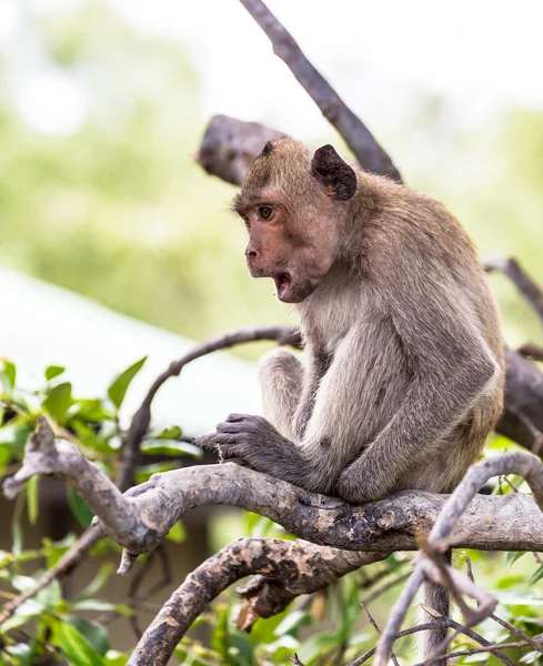 Macaco (macaco que come caranguejo) Ásia Tailândia — Fotografia de Stock