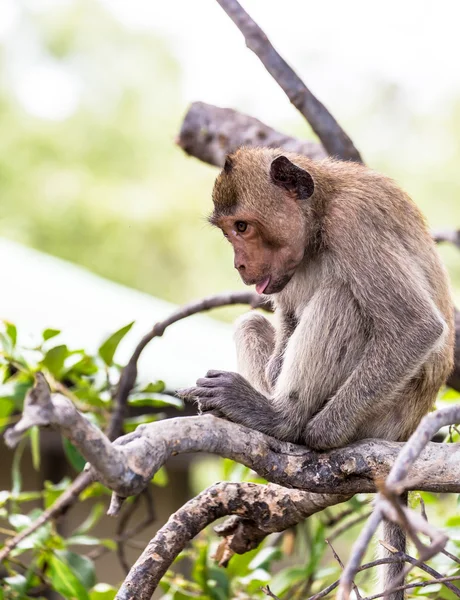 Opice (makakové makak) Asie Thajsko — Stock fotografie