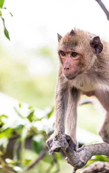 Aap (Krabbenetende makaak) Azië thailand — Stockfoto