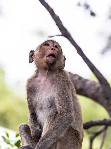 Affe (Krabbenfressende Makaken) Asien Thailand — Stockfoto