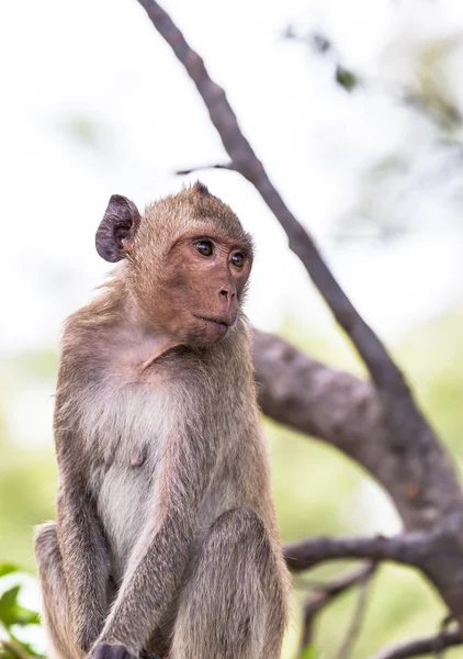 Affe (Krabbenfressende Makaken) Asien Thailand — Stockfoto