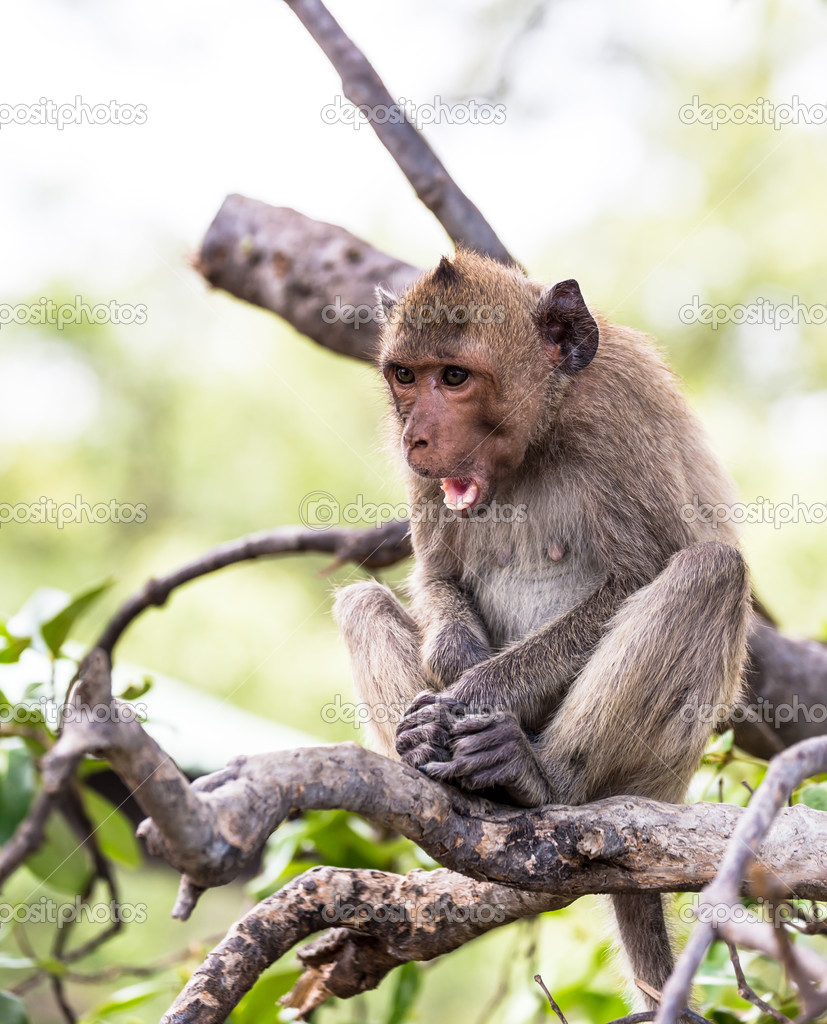 Monkey (crab-eating macaque) Asia Thailand