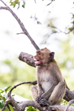 Maymun (yengeç yiyen makak) Asya Tayland