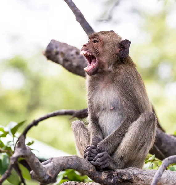 Maymun (yengeç yiyen makak) Asya Tayland