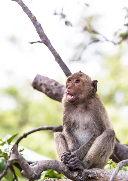 Affe (Krabbenfressende Makaken) Asien Thailand — Stockfoto