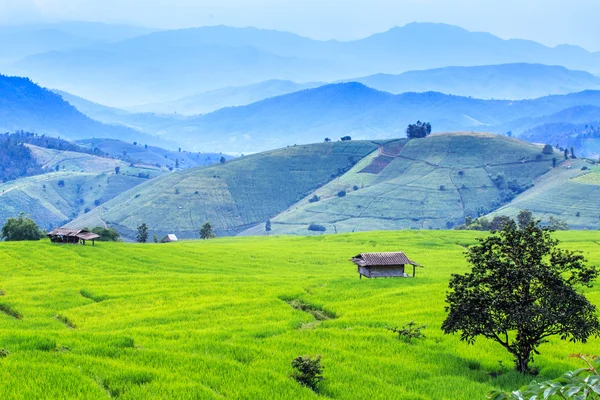 Rice terraces In the rural mountain — Stock Photo, Image