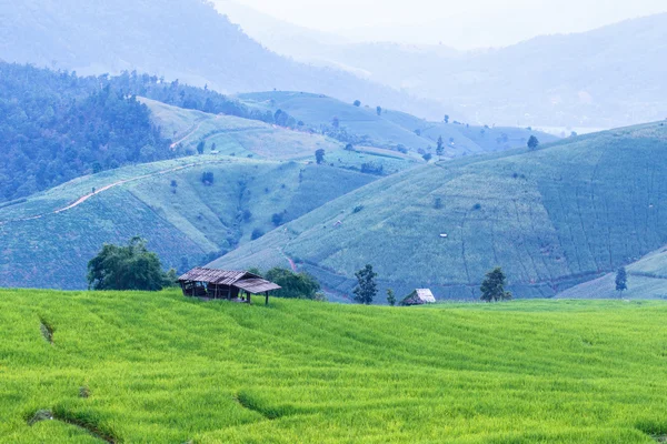 Terrazze di riso In montagna rurale — Foto Stock