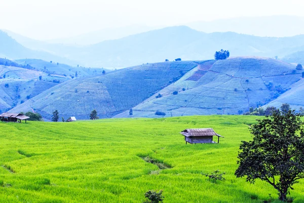 Terrazze di riso In montagna rurale — Foto Stock