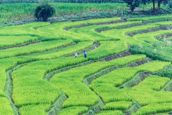 Rice Teraszok a vidéki hegyi Jogdíjmentes Stock Képek