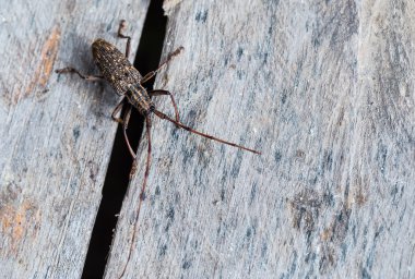 Longhorn böceği ahşap üzerine