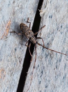 Longhorn böceği ahşap üzerine
