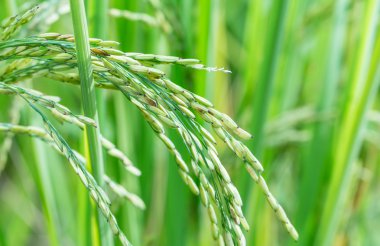 Çeltik pirinç alan yakın çekim