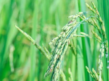 Çeltik pirinç alan yakın çekim