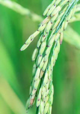 Paddy pirinç tarlası 