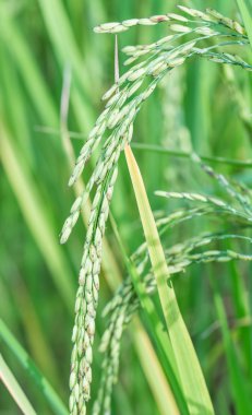 Paddy pirinç tarlası 