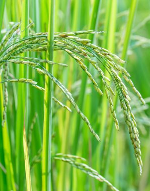 Paddy pirinç tarlası 