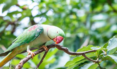 Ağaç üzerinde renkli papağan