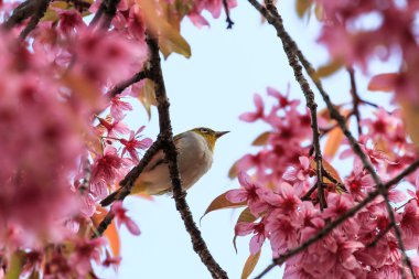 White-Eye kuş pembe kiraz çiçeği (sakura, dal üzerinde)