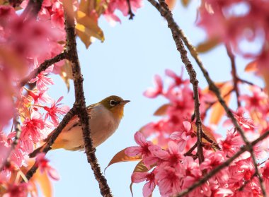 White-Eye kuş pembe kiraz çiçeği (sakura, dal üzerinde)