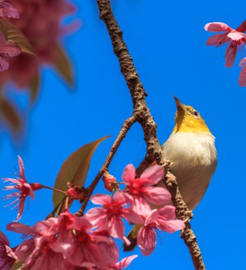 White-Eye kuş pembe kiraz çiçeği (sakura, dal üzerinde)