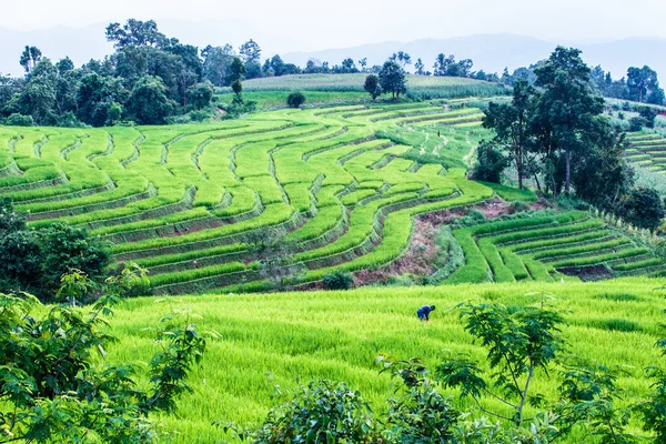 Rýžové terasy v venkovských horských — Stock fotografie