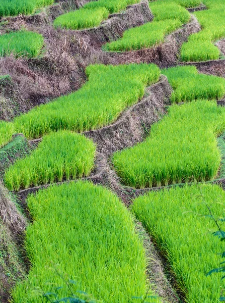 Terrazze di riso In montagna rurale — Foto Stock