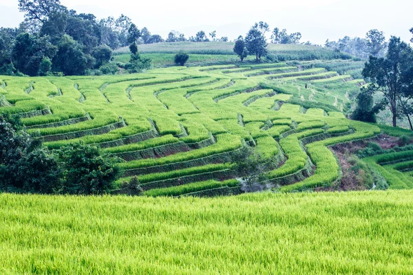 Landscape of the lined Green terraced rice field on the mountain — Stock Photo, Image