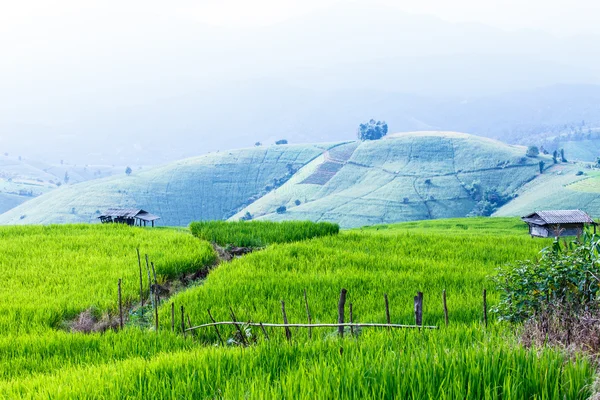 Paesaggio della foderata Campo di riso verde terrazzato sulla montagna — Foto Stock