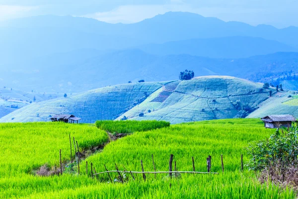 Τοπίο της πράσινης φόδρα ενωμένος τομέα του ρυζιού στο βουνό — Φωτογραφία Αρχείου