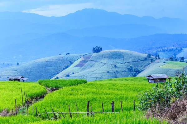 Landscape of the lined Green terraced rice field on the mountain — Stock Photo, Image